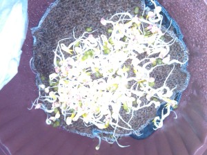 Mung beans day 2, transferred into newly made container